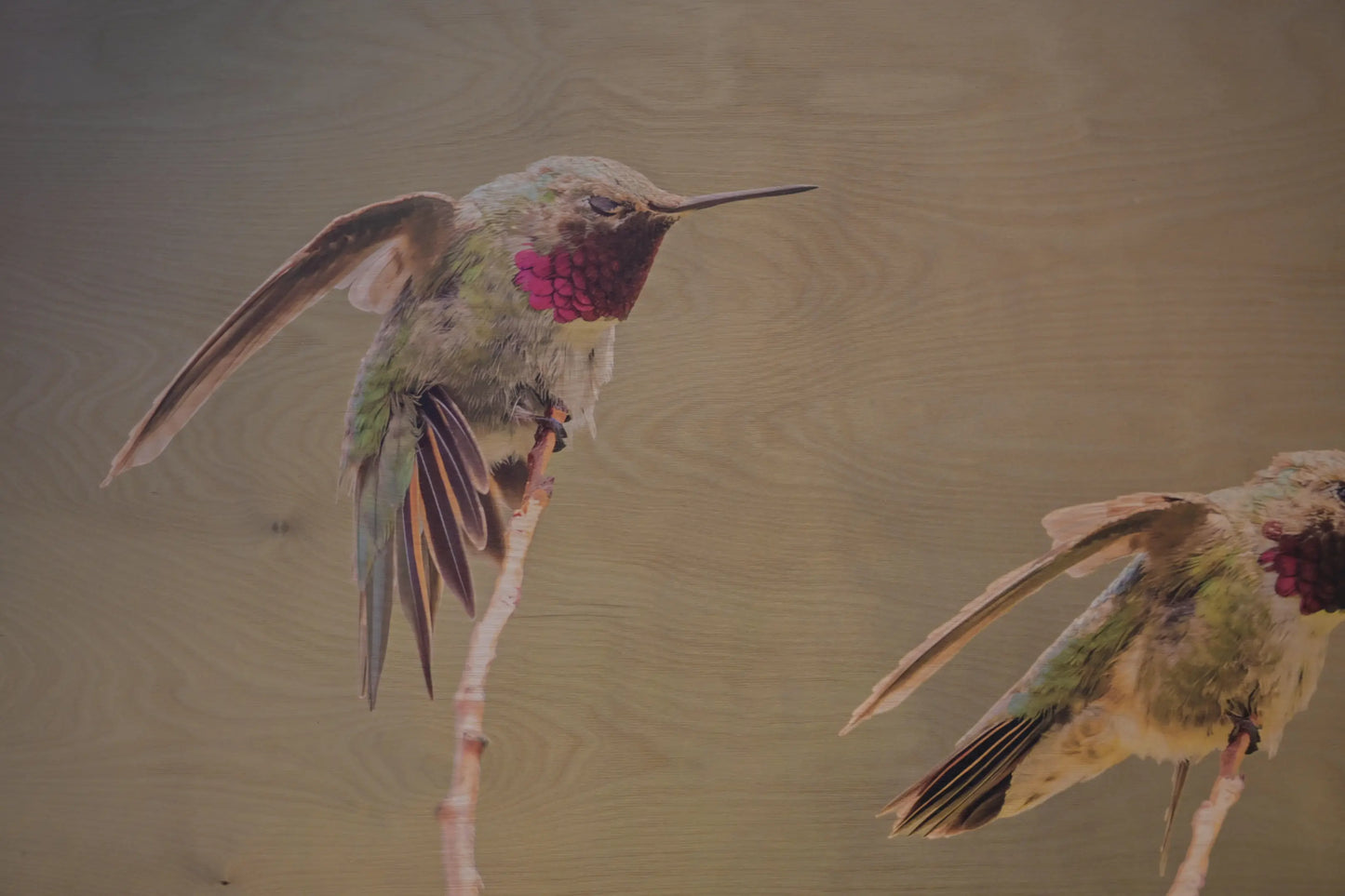 Two hummingbirds with pink throats on a blurred background