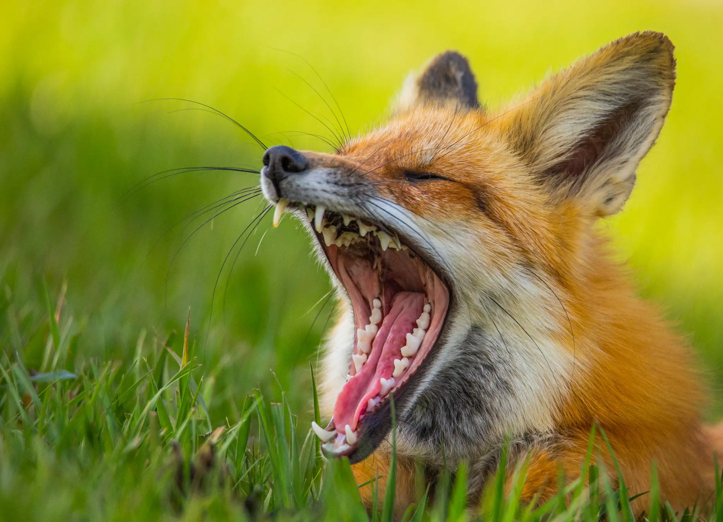 Sly Fox