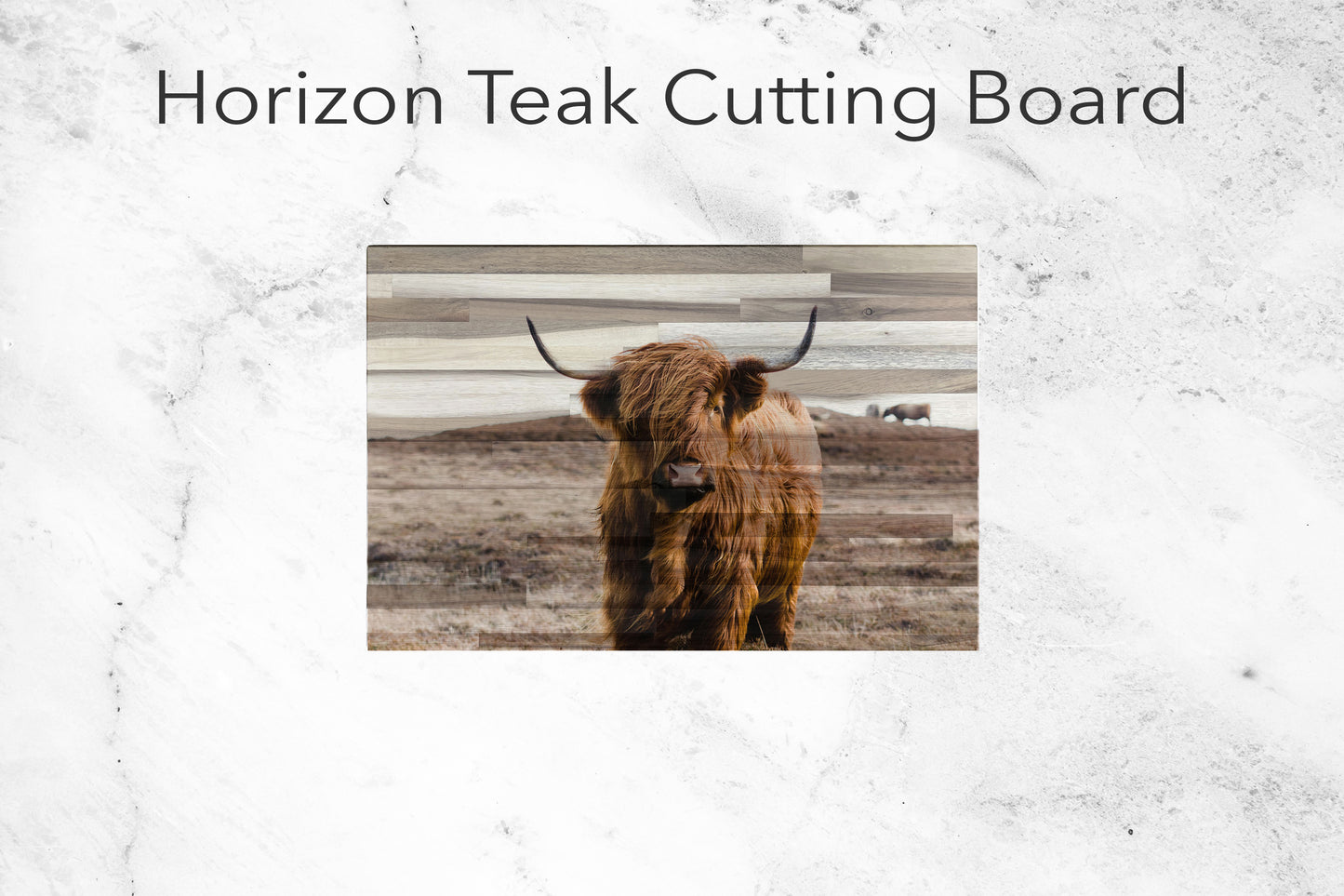 Highland Cow