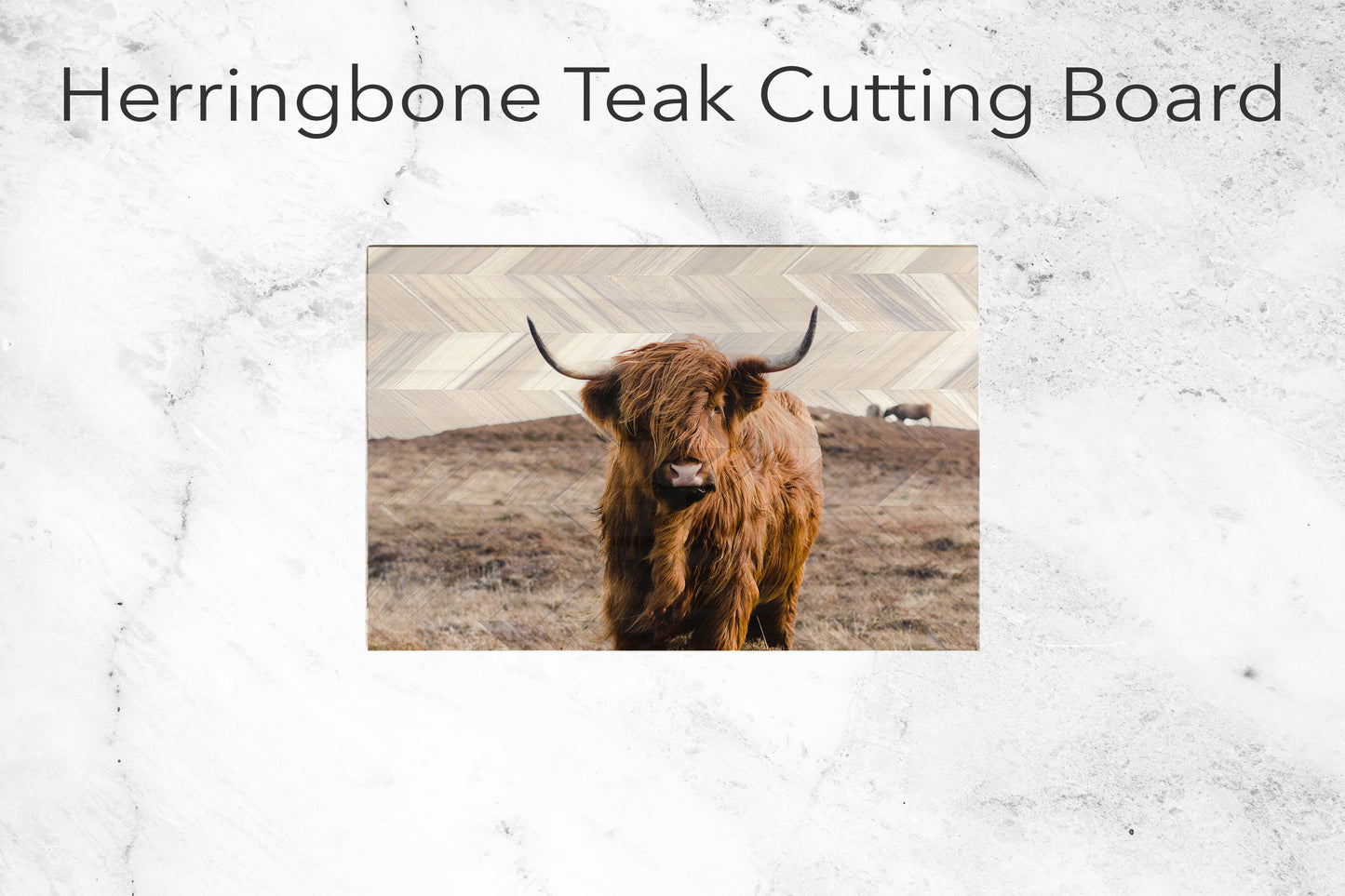 Highland Cow