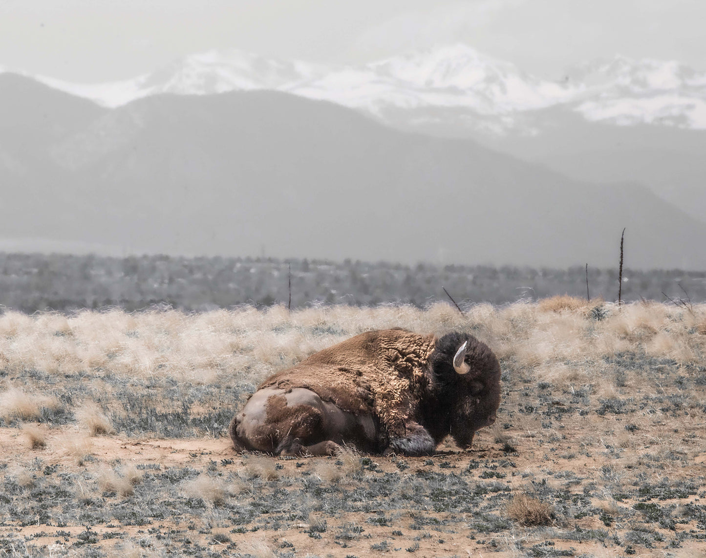 Resting Bison