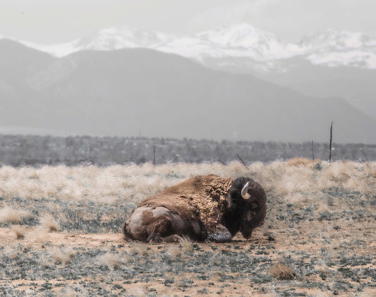 Resting Bison