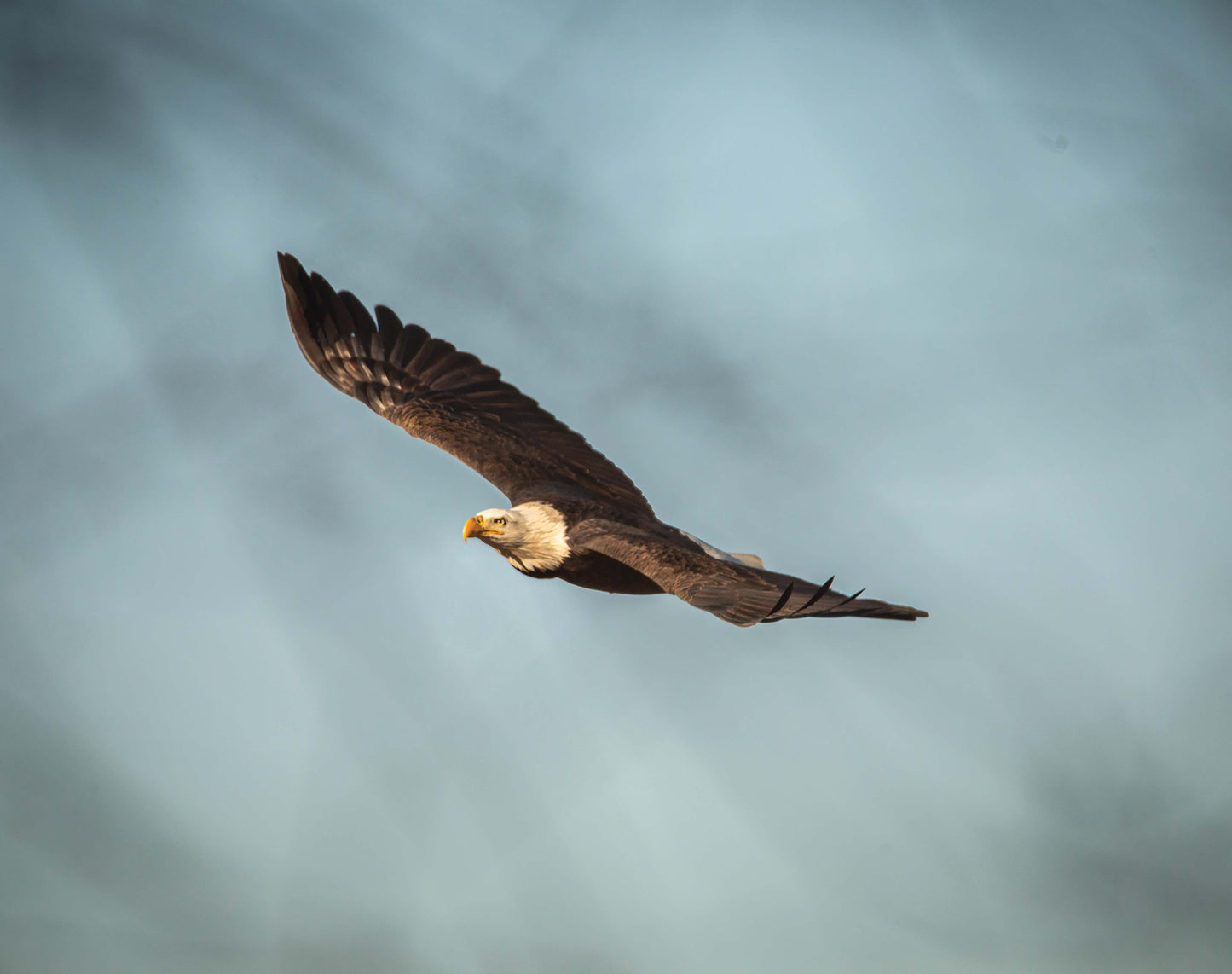 Bald Eagle in Flight