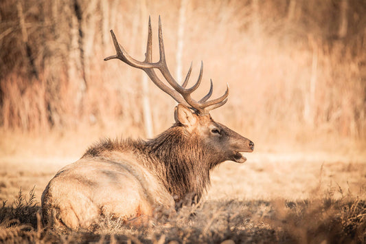 Sedentary Elk