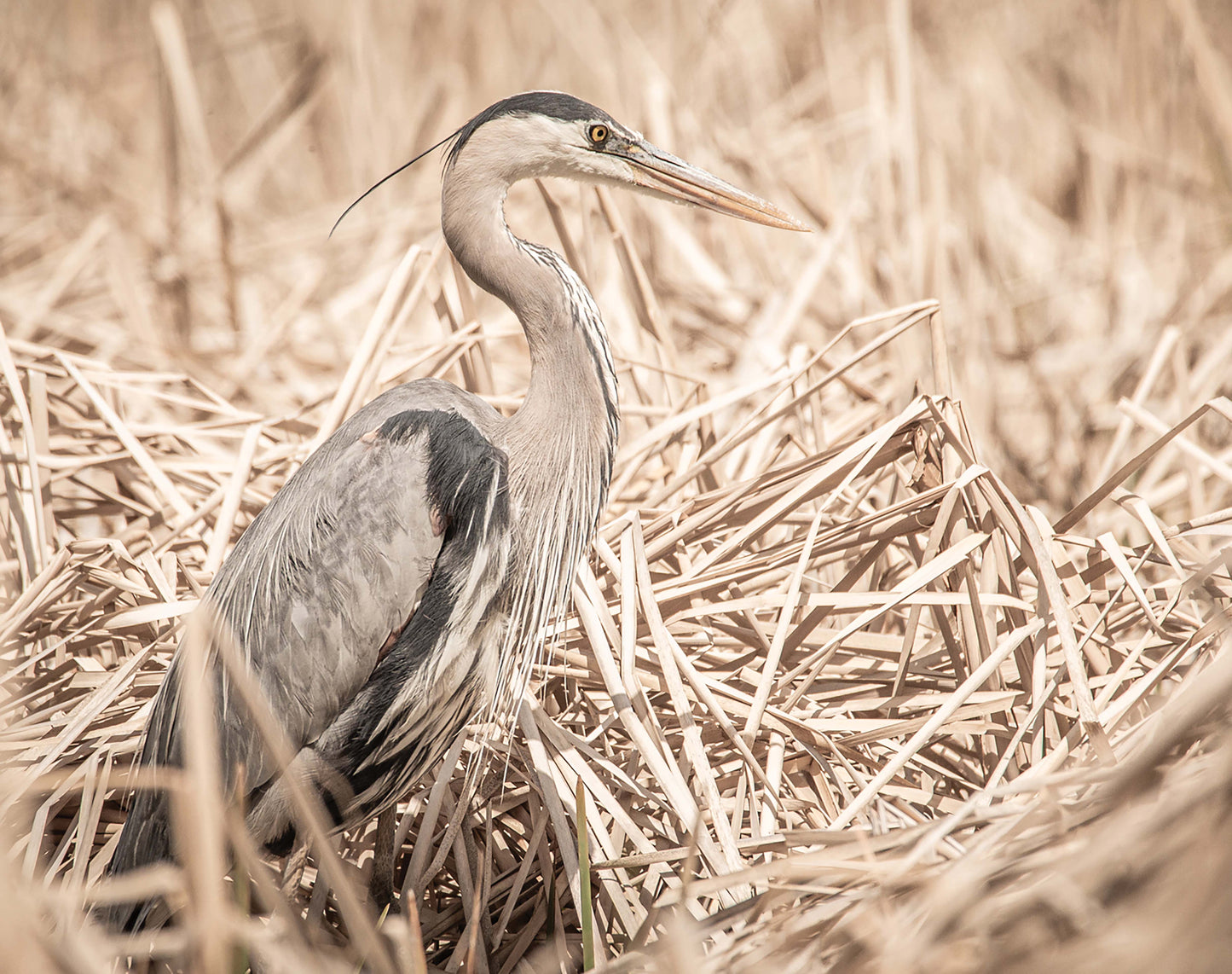 Gentle Heron