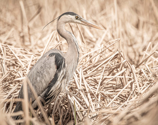 Gentle Heron