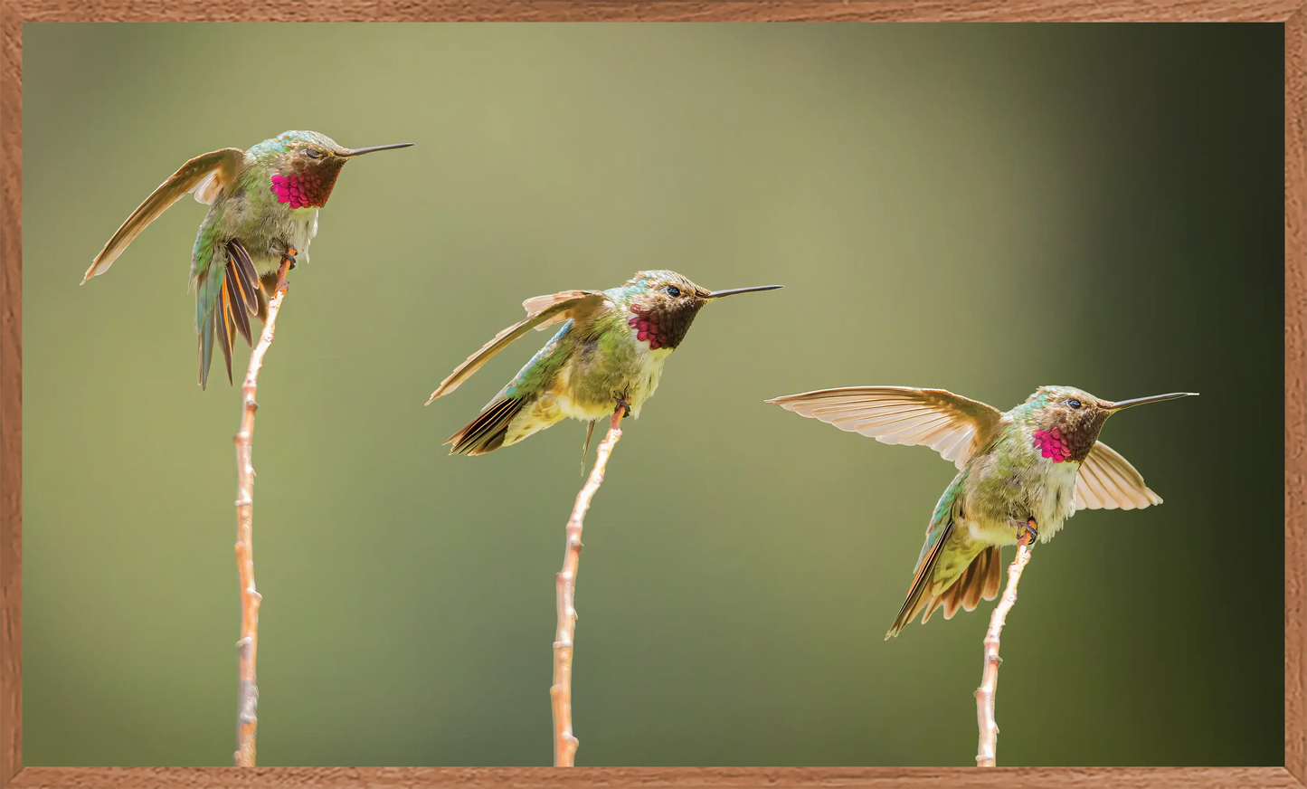 Three Little (Humming)birds