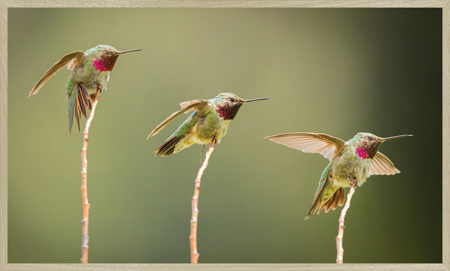 Three Little (Humming)birds