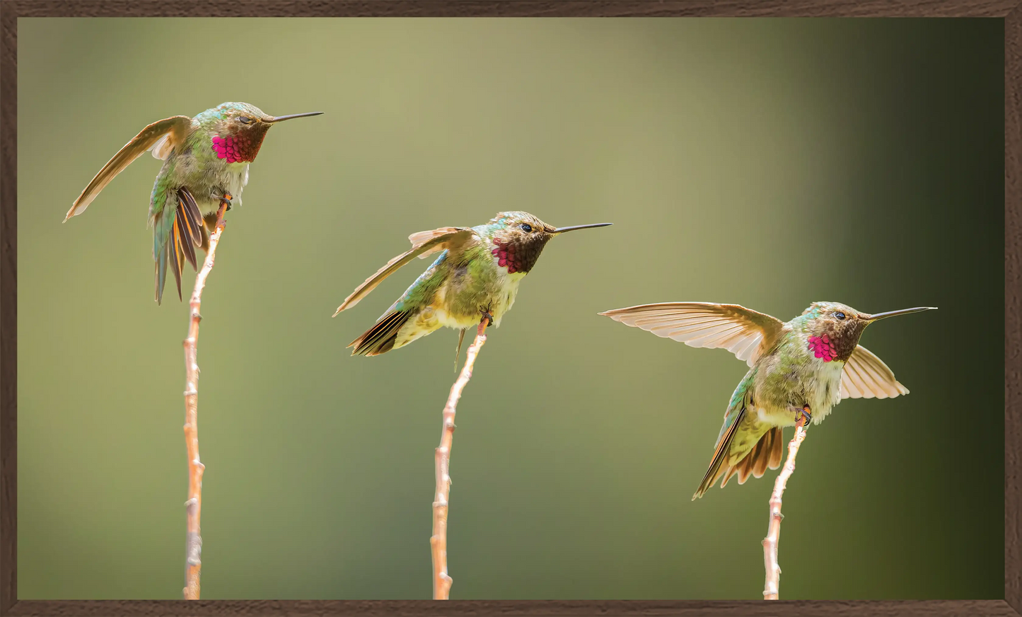 Three Little (Humming)birds