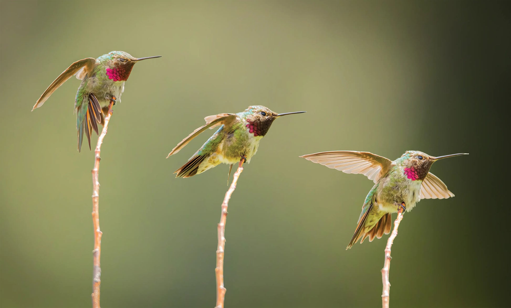Three hummingbirds perched on thin branches against a blurred green background