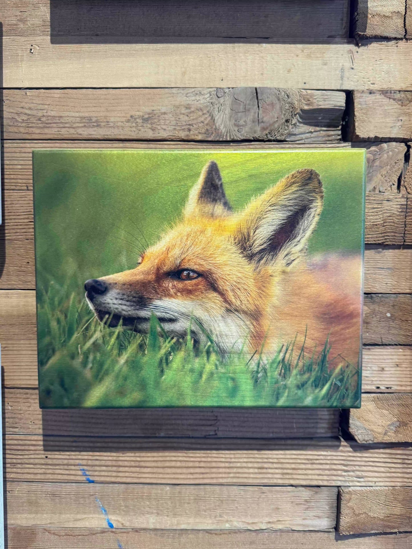 Curious Fox