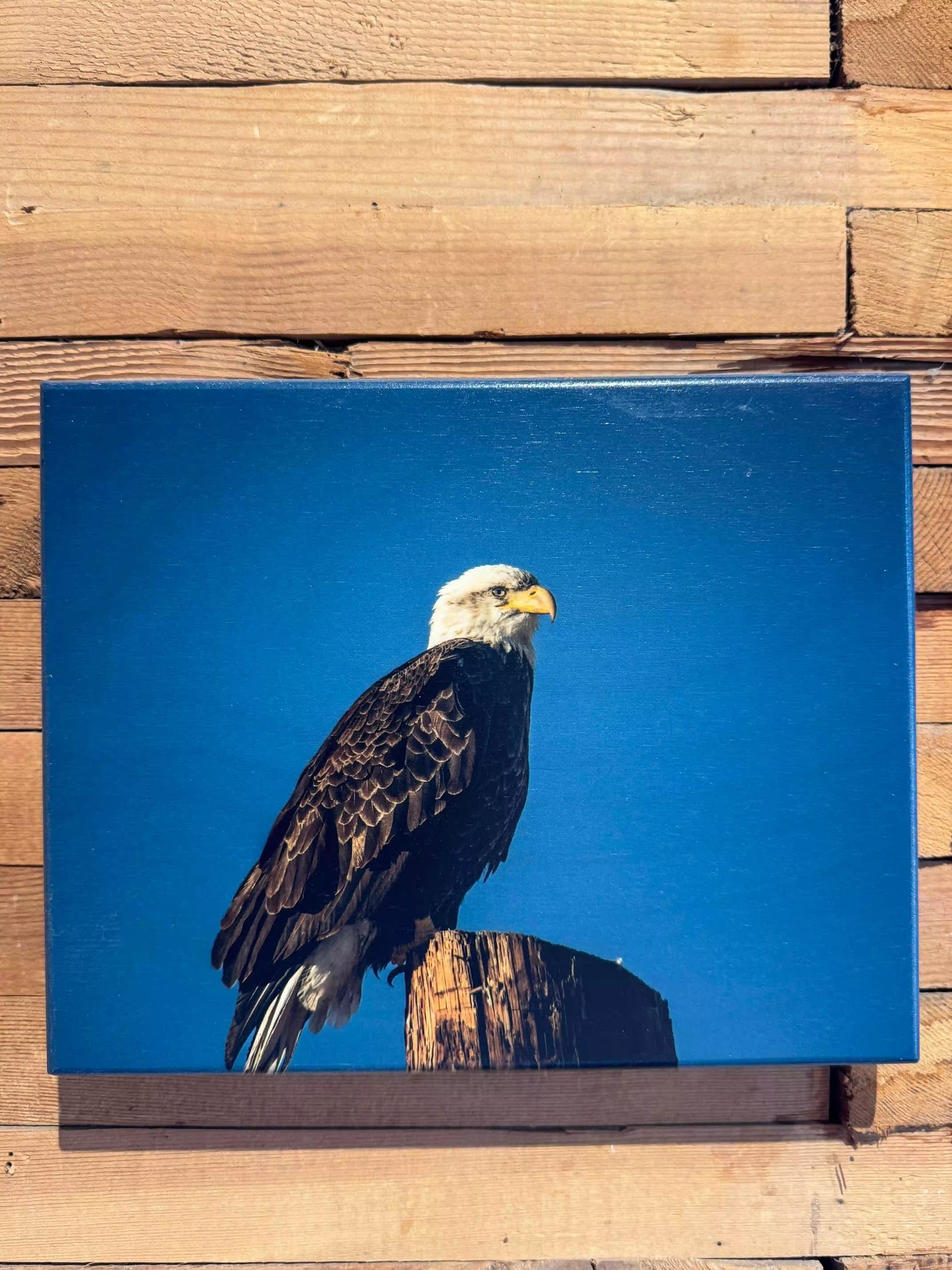 Perching with Pride