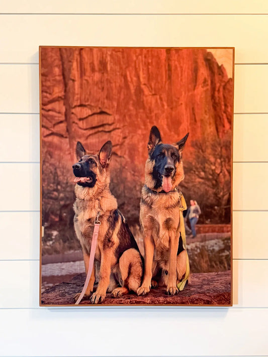 Two German Shepherd dogs sitting side by side in front of a rock wall. display_on