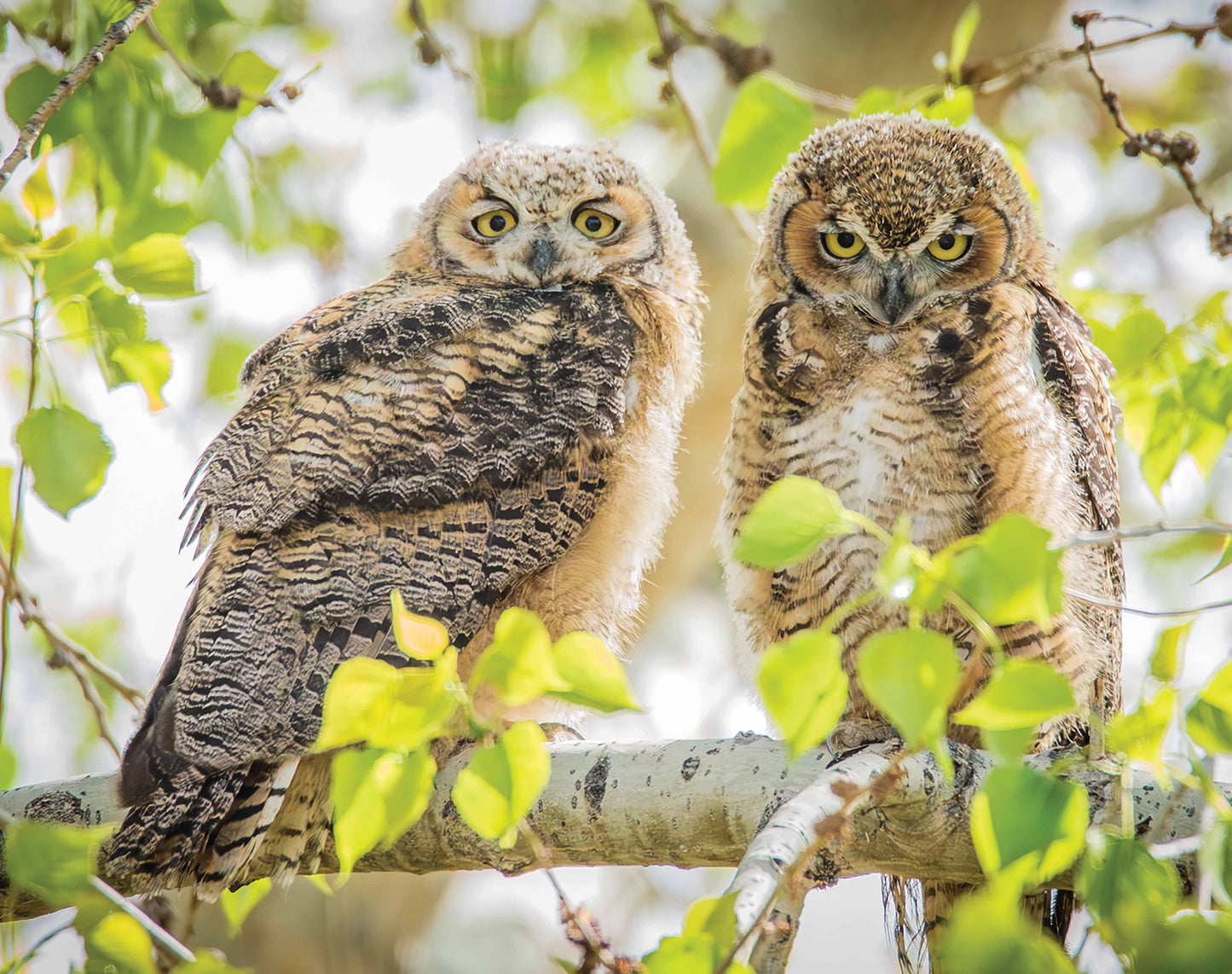 Not Night Owls