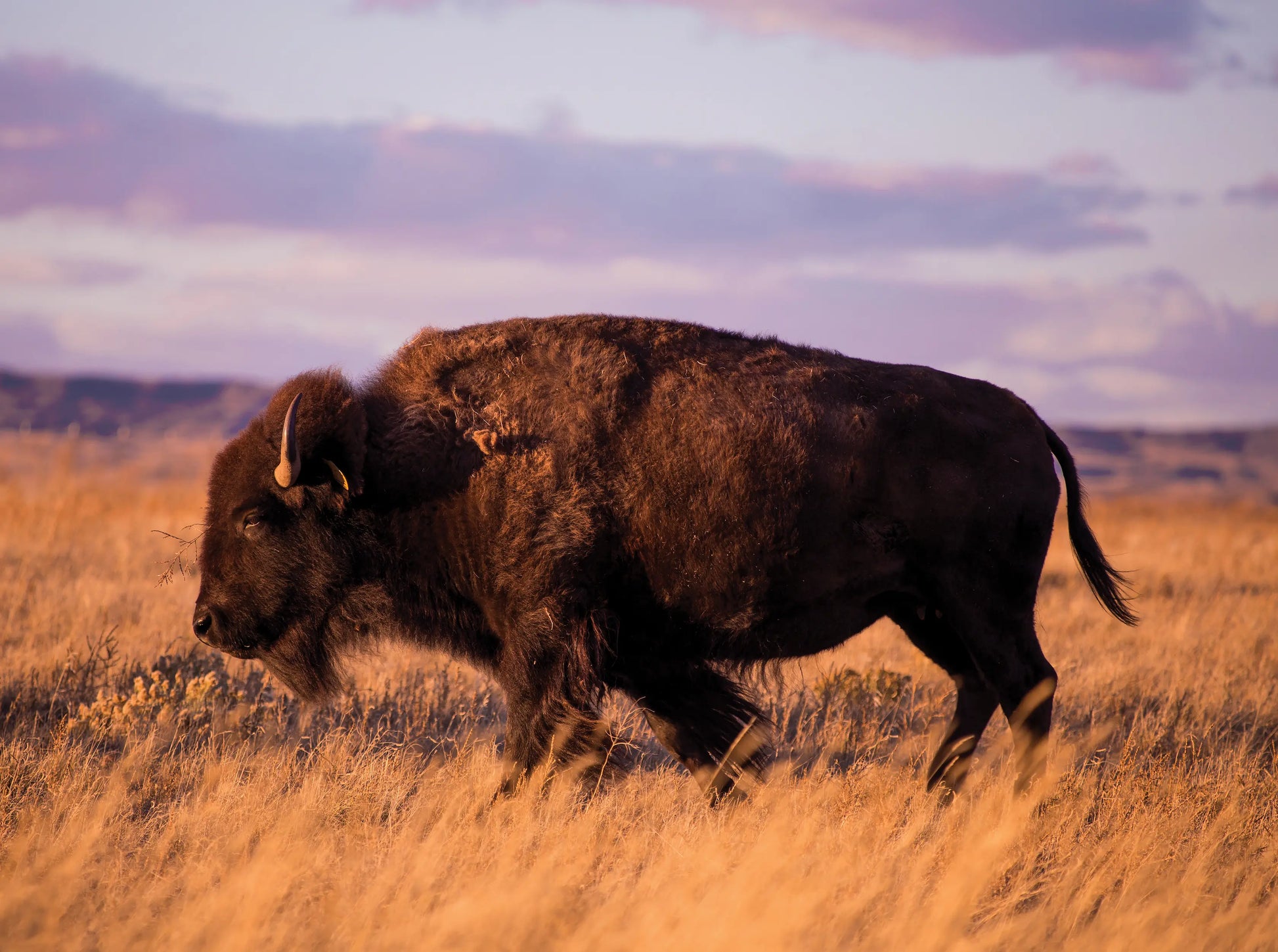 Bison walking through a field with a purple sky